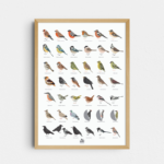 Naši ptáci, A4 print – Markét Ilustrace